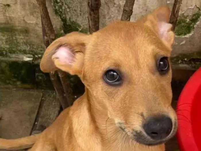 Cachorro raça SRD  idade 2 a 6 meses nome Sem Nome