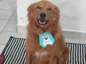 Cachorro raça Mestiço de golden idade 7 a 11 meses nome Romeu