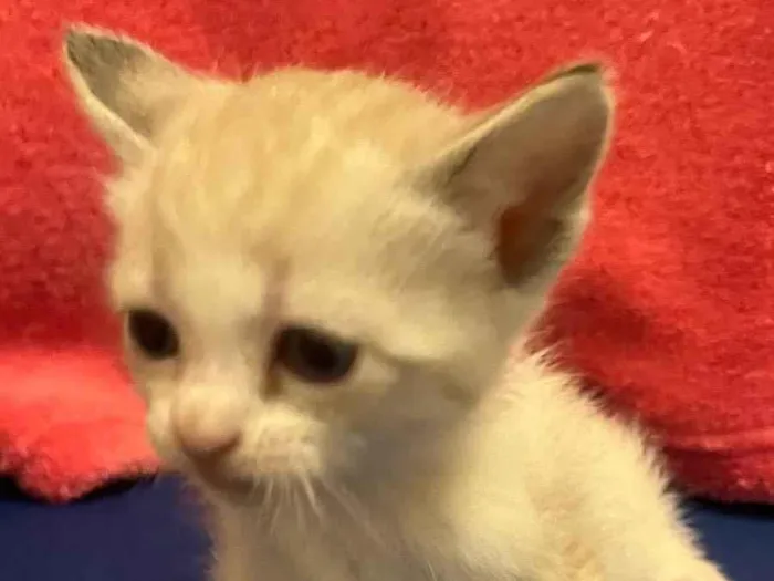 Gato raça SRD  idade Abaixo de 2 meses nome Sem Nome