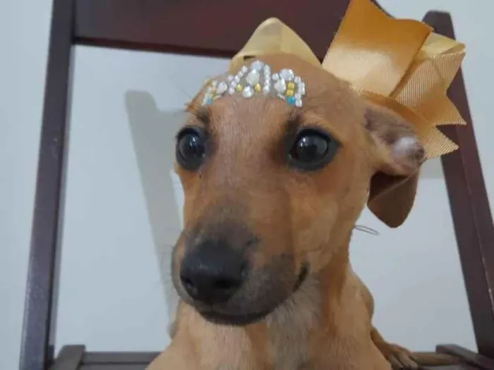 Cachorro ra a Srd  idade 2 a 6 meses nome Filhotes 4 meses