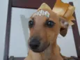 Filhotes 4 meses