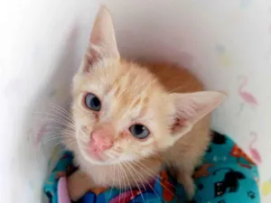Gato raça SRD idade 2 a 6 meses nome Loirinho