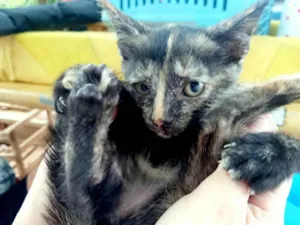 Gato raça SRD idade 2 a 6 meses nome Docinho