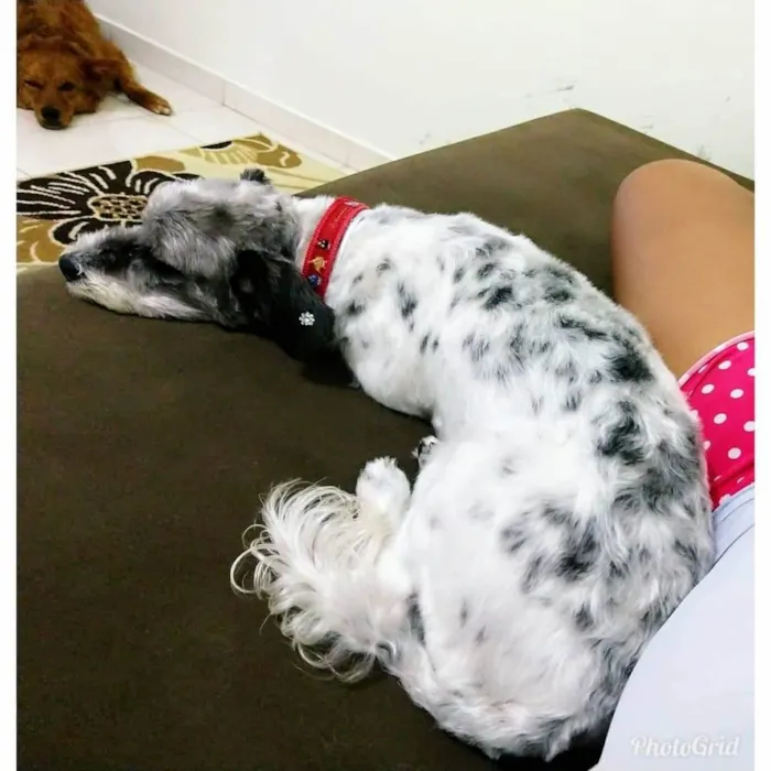Cachorro ra a SRD idade 7 a 11 meses nome Juli