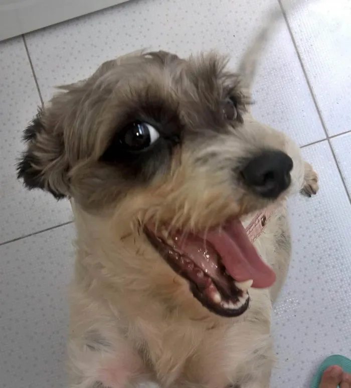 Cachorro ra a SRD idade 7 a 11 meses nome Juli