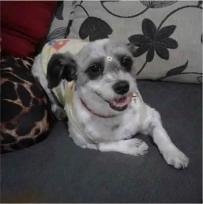 Cachorro ra a SRD idade 7 a 11 meses nome Juli
