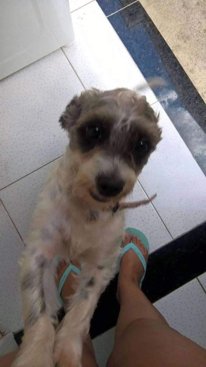Cachorro ra a SRD idade 7 a 11 meses nome Juli