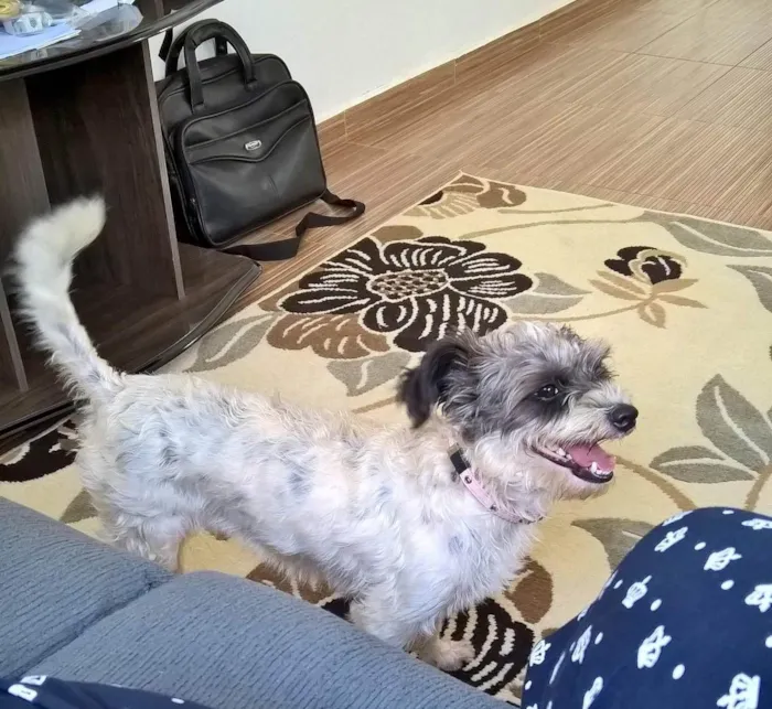 Cachorro ra a SRD idade 7 a 11 meses nome Juli