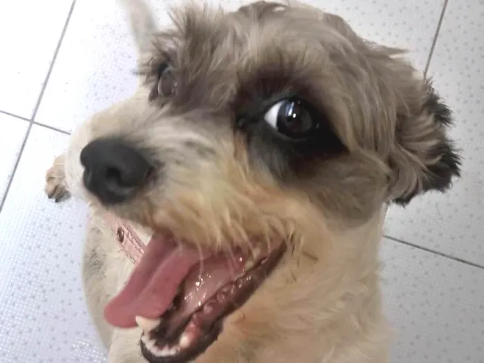 Cachorro ra a SRD idade 7 a 11 meses nome Juli