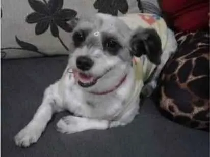 Cachorro ra a SRD idade 7 a 11 meses nome Juli