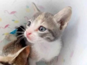 Gato raça SRD idade 2 a 6 meses nome Clarinha