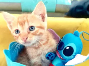 Gato raça SRD idade 2 a 6 meses nome Laranjinha