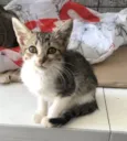 Gato raça Srd idade Abaixo de 2 meses nome Paçoca
