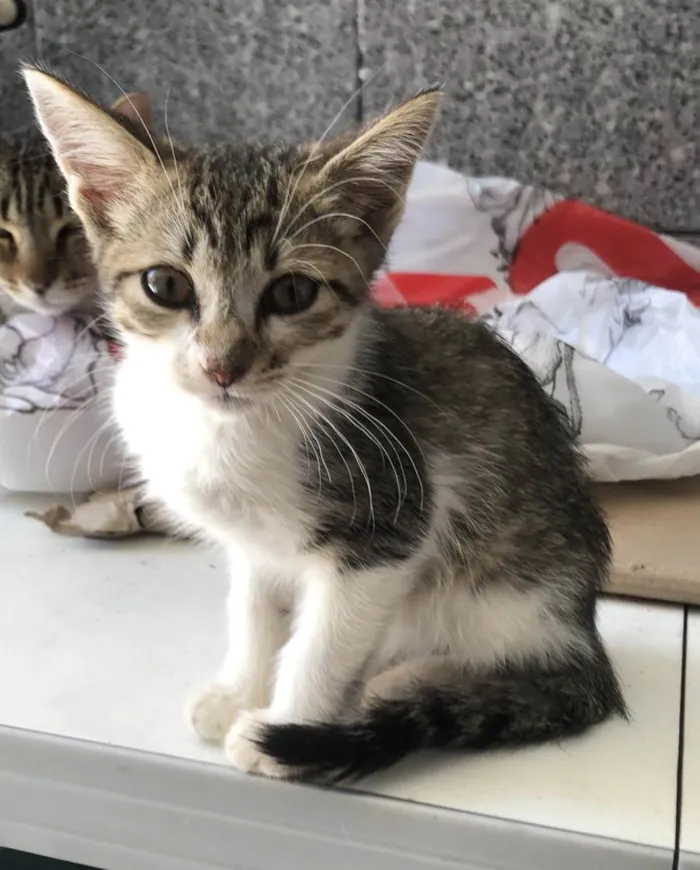 Gato raça Srd idade Abaixo de 2 meses nome Paçoca