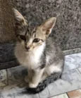 Gato raça Srd idade Abaixo de 2 meses nome Paçoca