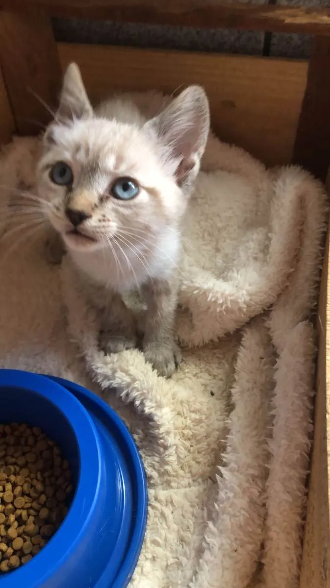 Gato raça Srd idade Abaixo de 2 meses nome Muffin