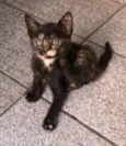 Gato raça Srd idade Abaixo de 2 meses nome Gabi