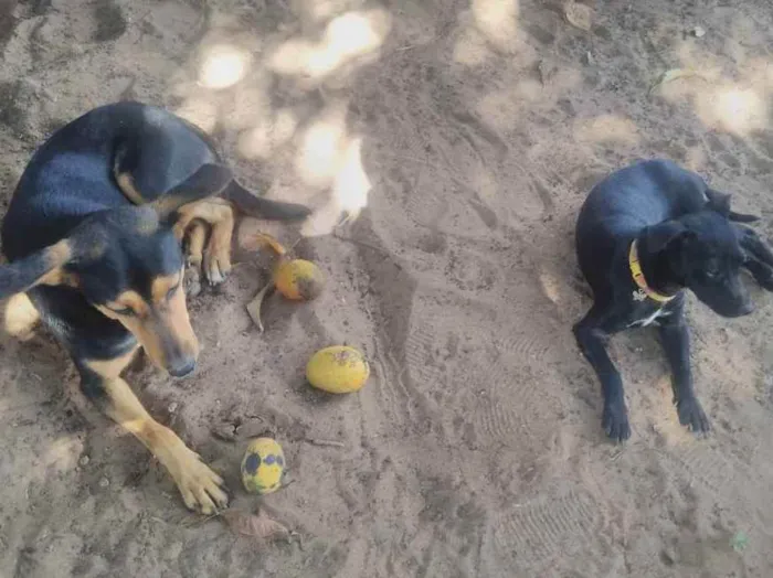 Cachorro ra a Vira lata idade 1 ano nome Dogue