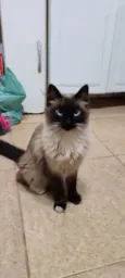 Nina