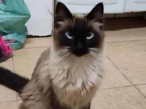 Gato raça Balinês idade 3 anos nome Nina