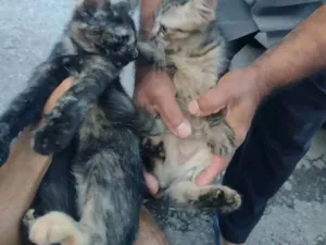 Gato raça  idade 2 a 6 meses nome Rajadinha