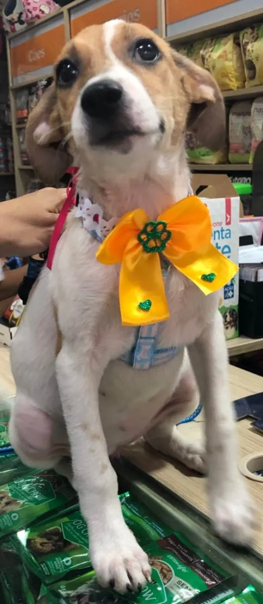 Cachorro ra a Sed idade 2 a 6 meses nome Jade 
