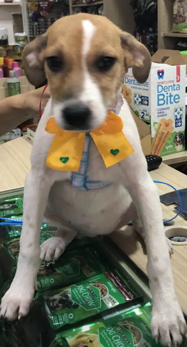 Cachorro ra a Sed idade 2 a 6 meses nome Jade 