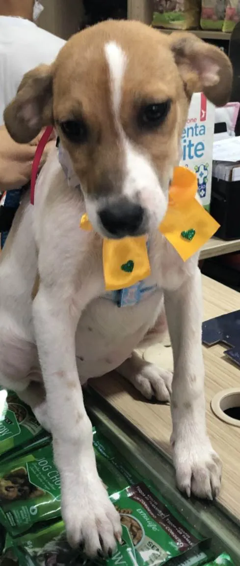 Cachorro ra a Sed idade 2 a 6 meses nome Jade 