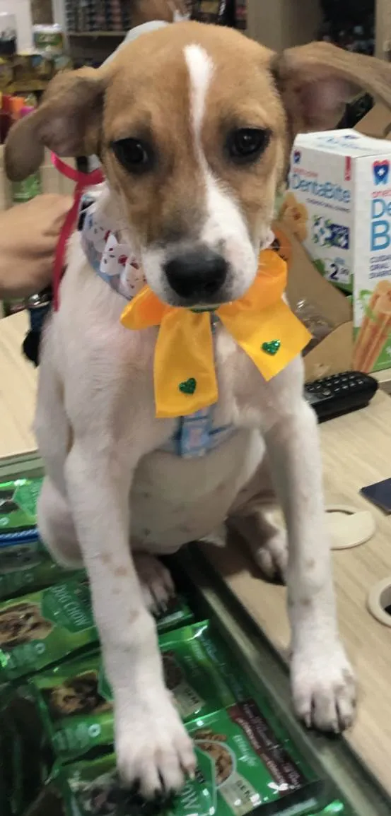 Cachorro ra a Sed idade 2 a 6 meses nome Jade 