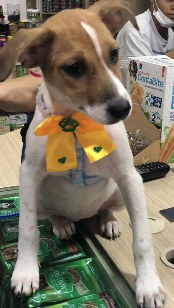Cachorro ra a Sed idade 2 a 6 meses nome Jade 