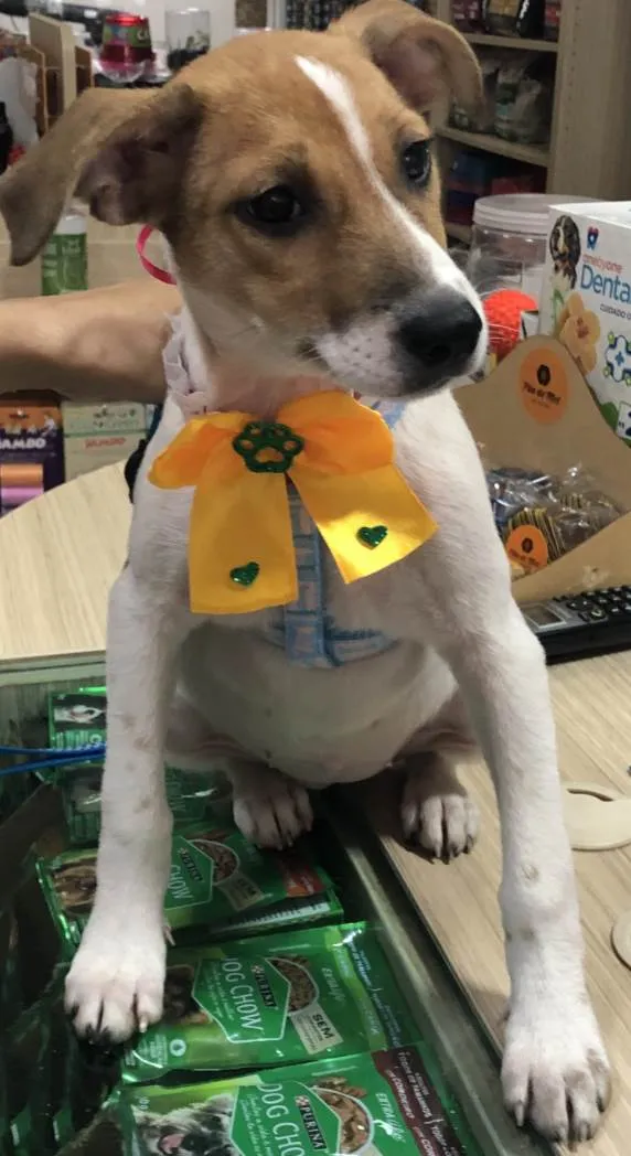 Cachorro ra a Sed idade 2 a 6 meses nome Jade 