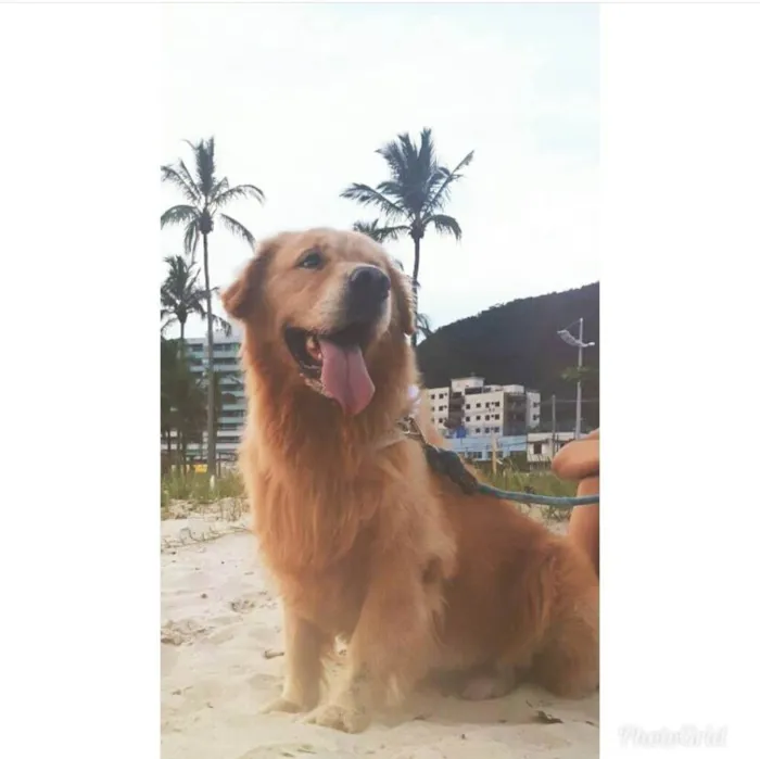 Cachorro ra a Golden Retriever idade 6 ou mais anos nome Bob