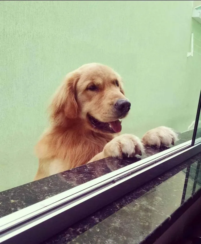 Cachorro ra a Golden Retriever idade 6 ou mais anos nome Bob