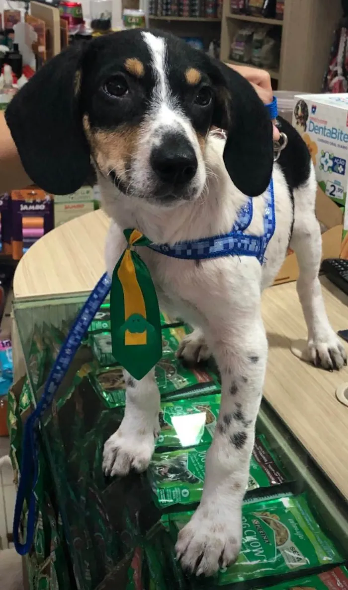 Cachorro ra a Srd idade 2 a 6 meses nome Snoopy