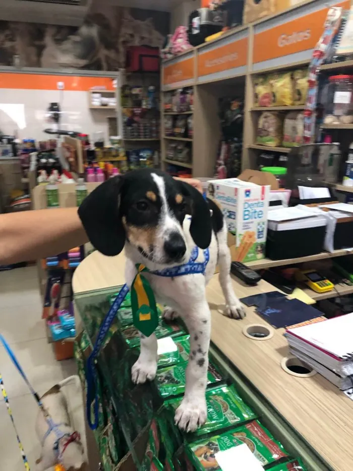 Cachorro ra a Srd idade 2 a 6 meses nome Snoopy