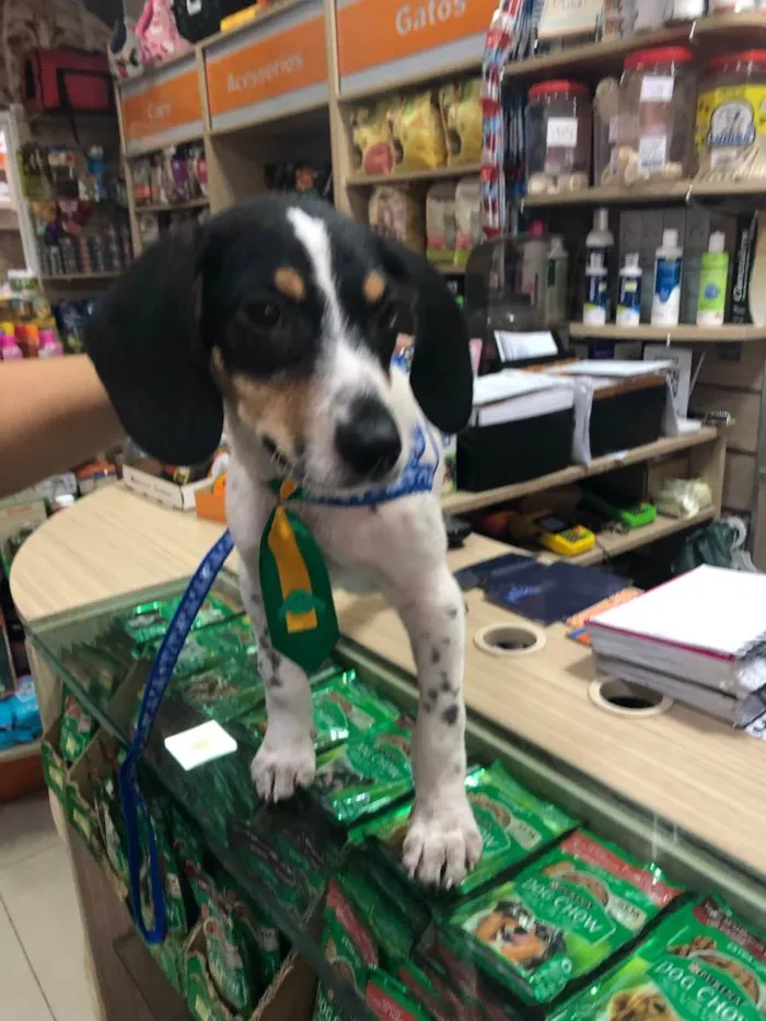 Cachorro ra a Srd idade 2 a 6 meses nome Snoopy