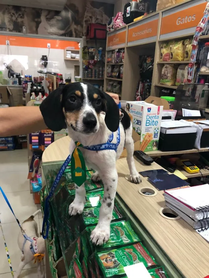 Cachorro ra a Srd idade 2 a 6 meses nome Snoopy