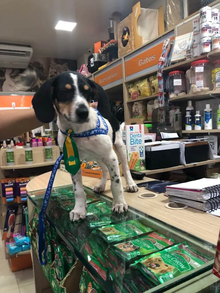 Cachorro ra a Srd idade 2 a 6 meses nome Snoopy