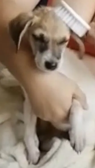 Cachorro raça Srd idade 2 a 6 meses nome Tutty