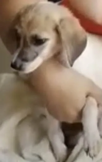 Cachorro raça Srd idade 2 a 6 meses nome Tutty