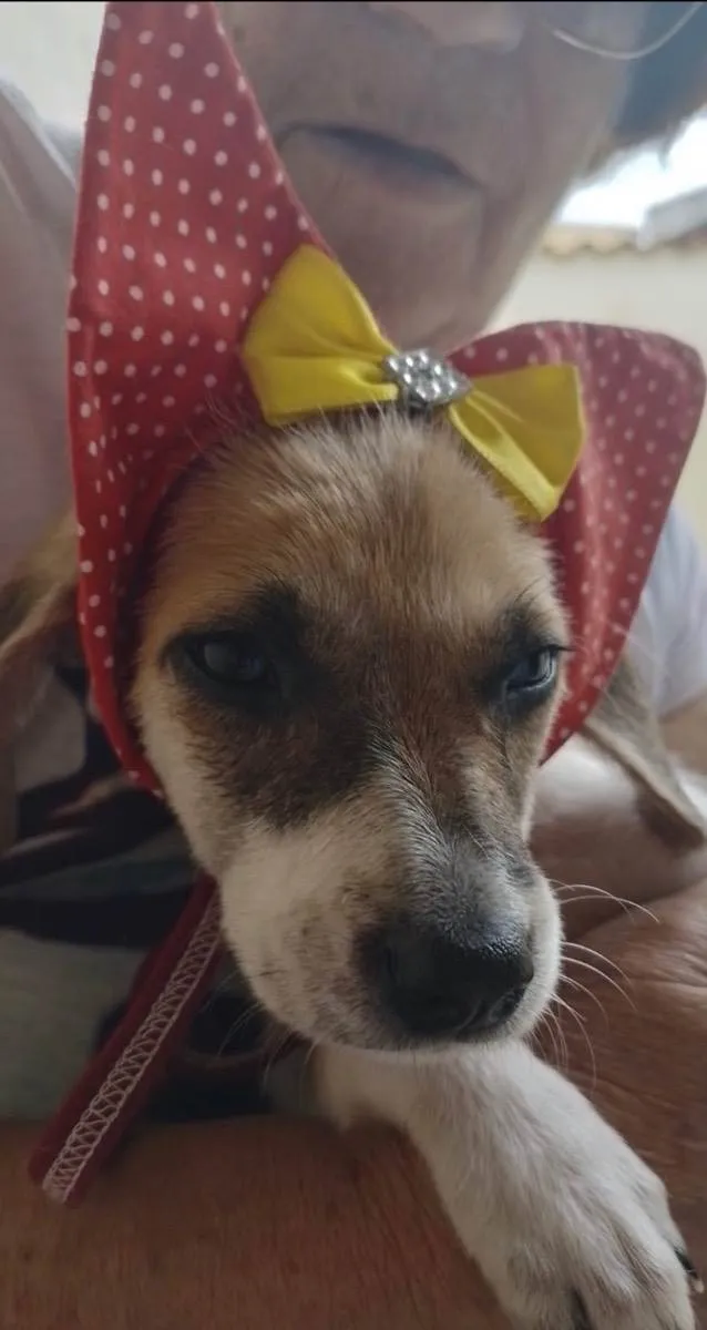 Cachorro raça Srd idade 2 a 6 meses nome Tutty