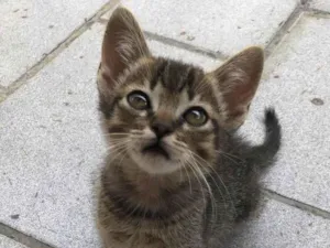 Gato raça Srd idade Abaixo de 2 meses nome Soneca