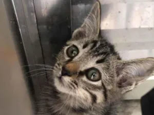 Gato raça Srd idade Abaixo de 2 meses nome Dunga