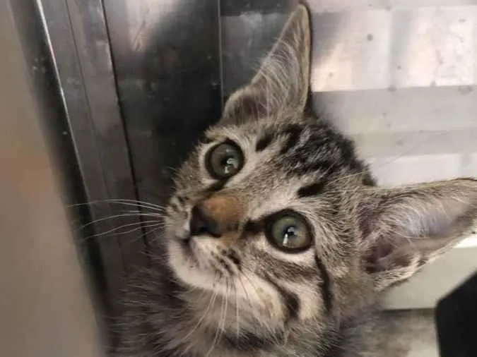 Gato raça Srd idade Abaixo de 2 meses nome Dunga