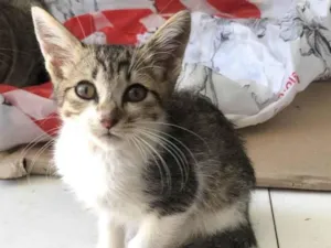Gato raça Srd idade Abaixo de 2 meses nome Paçoca
