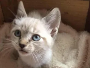 Gato raça Srd idade Abaixo de 2 meses nome Muffin