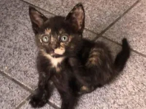 Gato raça Srd idade Abaixo de 2 meses nome Gabi