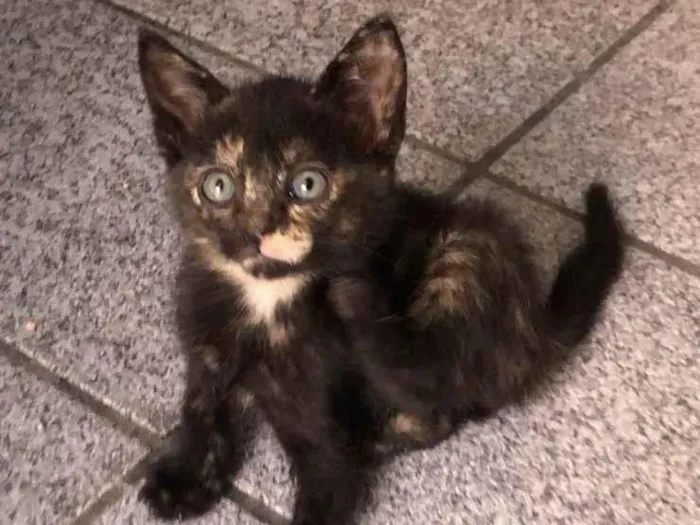 Gato raça Srd idade Abaixo de 2 meses nome Gabi