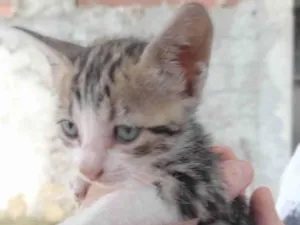 Gato raça SRD idade 2 a 6 meses nome Bombom