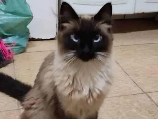 Gato raça Balinês idade 3 anos nome Nina